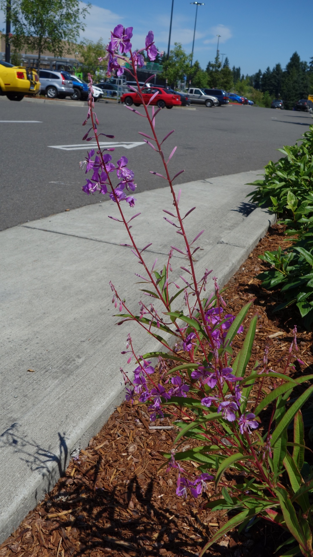 Fireweed,washington wild flower,flower,fireweed 2,free pictures free
