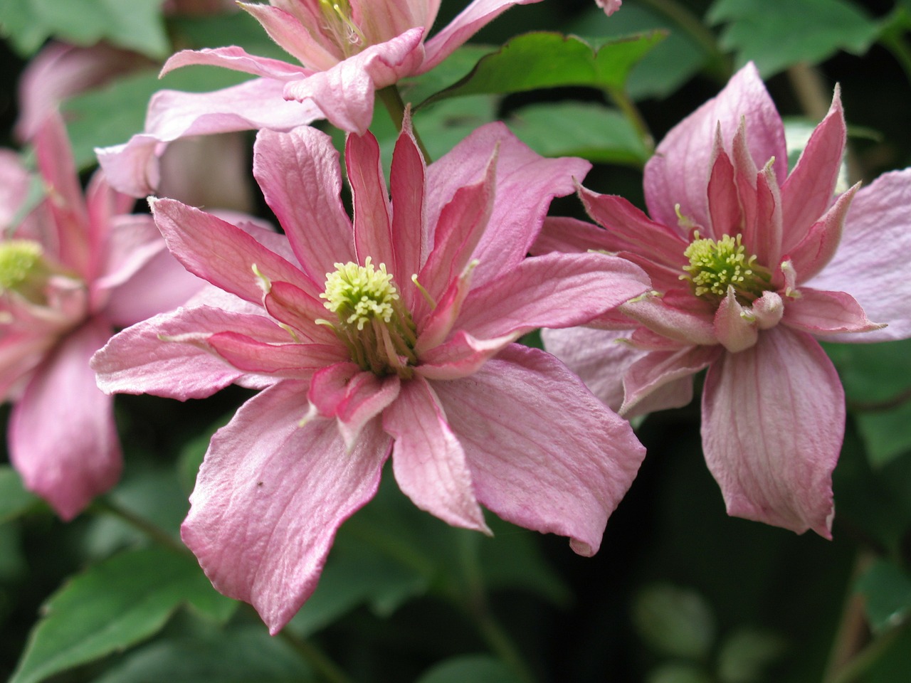 Download free photo of Flower,pink,clematis,montana,clematis montana from