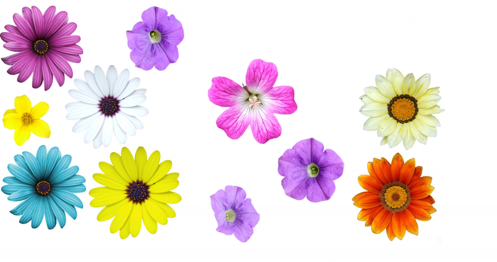 Beautiful,color,flowers,set,petals free image from