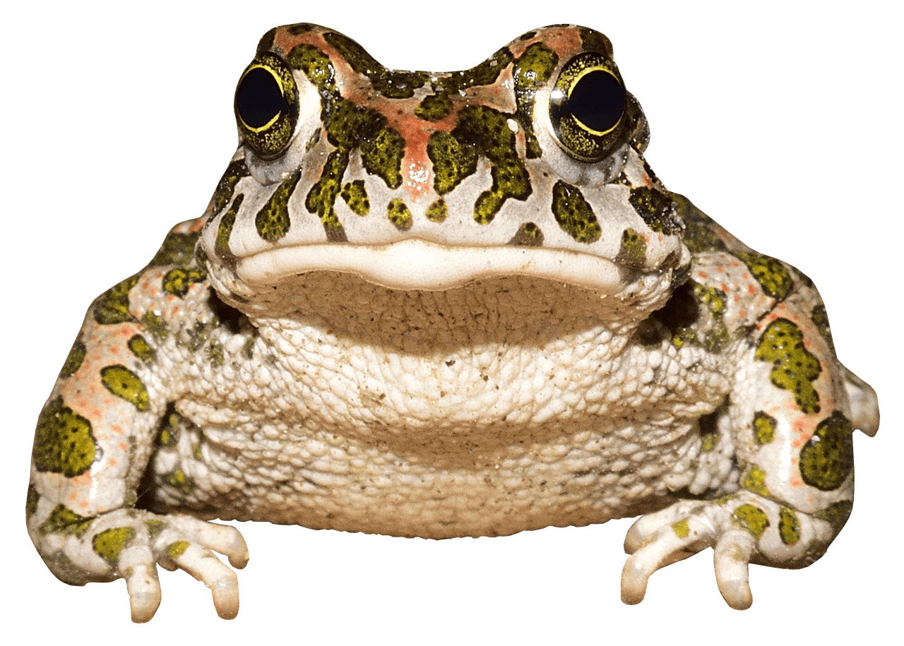 Download free photo of Frog,toad,amphibians,animal world,urmonster from
