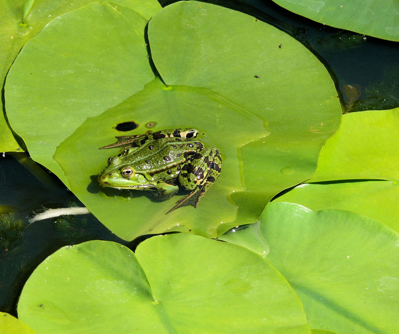 Frog,lily leaf,pond,green,croak free image from
