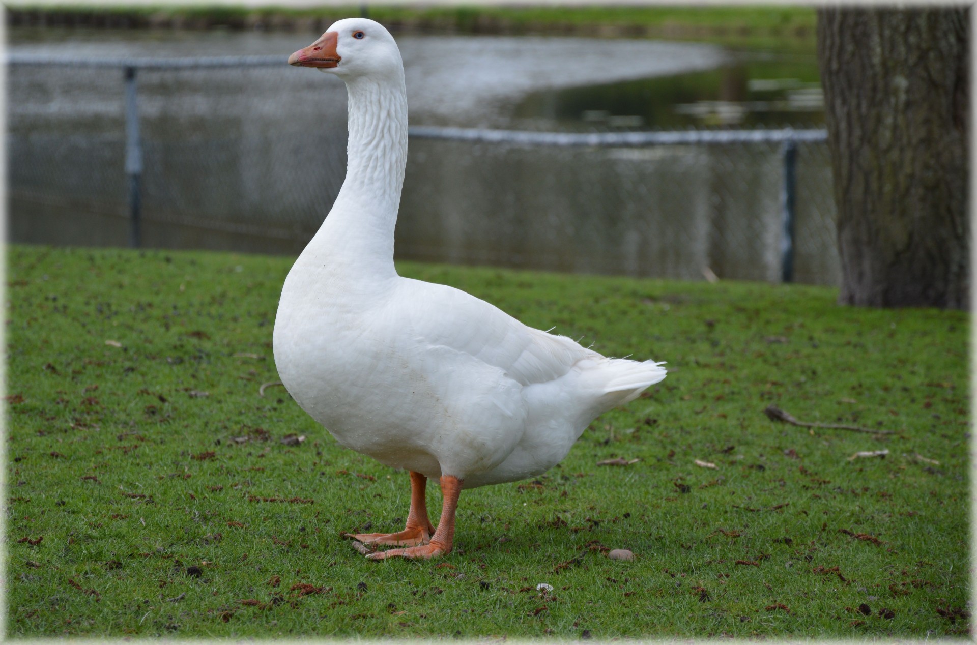 Goose,animal,bird,nature,goose free image from