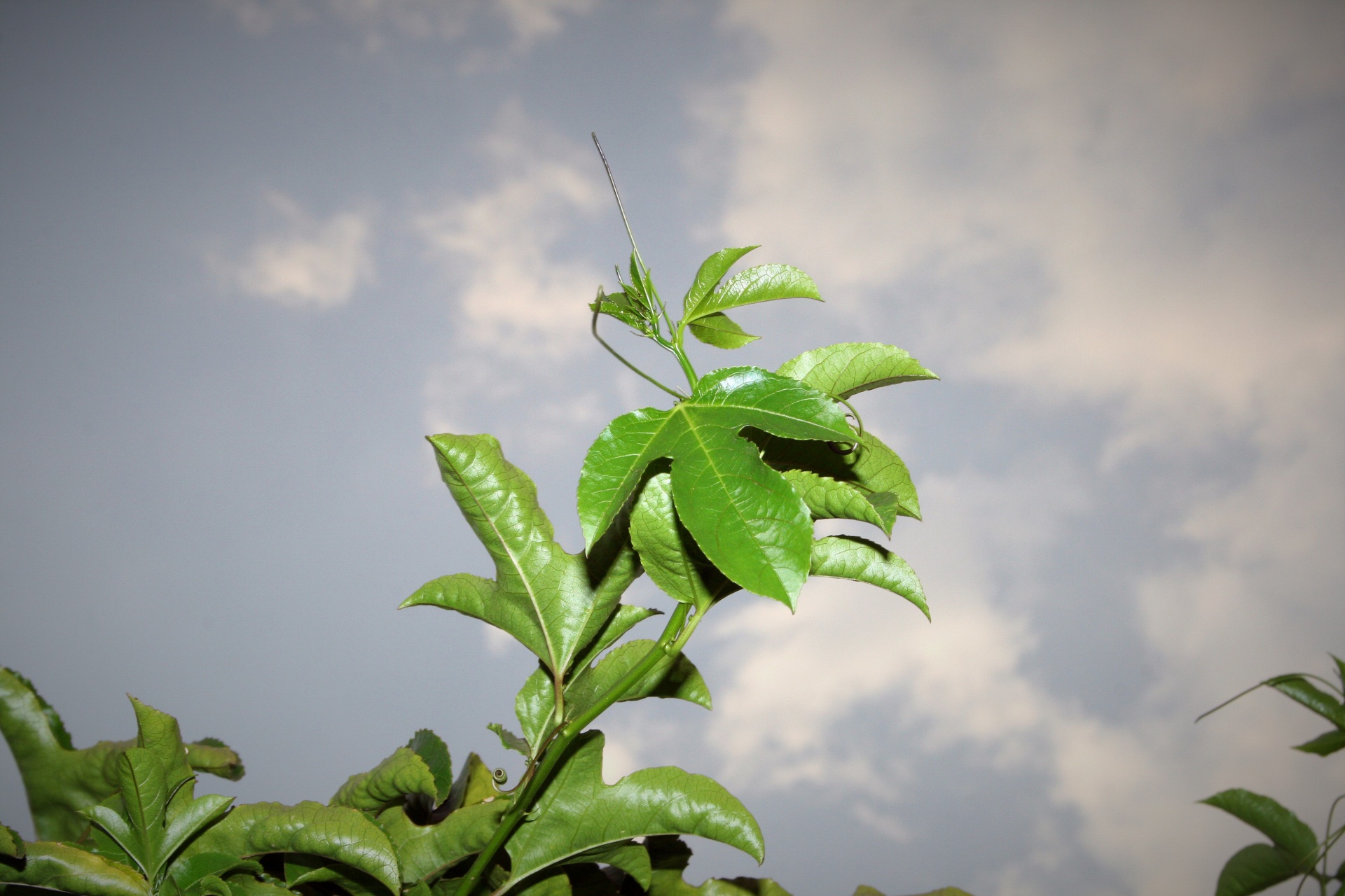 Creeper,climber,fruit producing,shoot,granadilla creeper free image