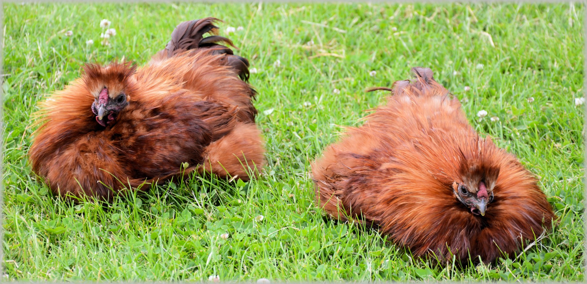Chicken,chickens,sunbathing,farm,livestock free image from