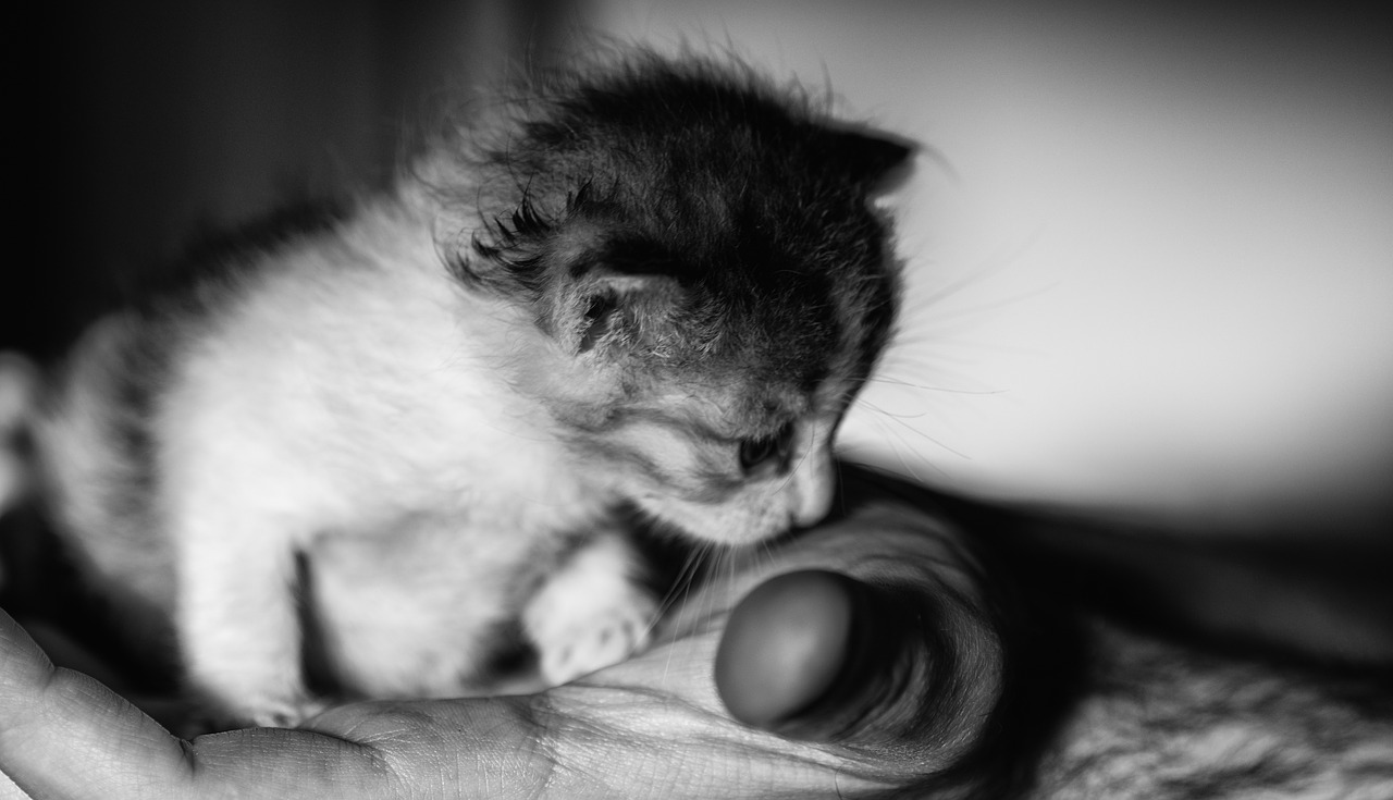 Kitten, tiny, cute, cat, pet free image from