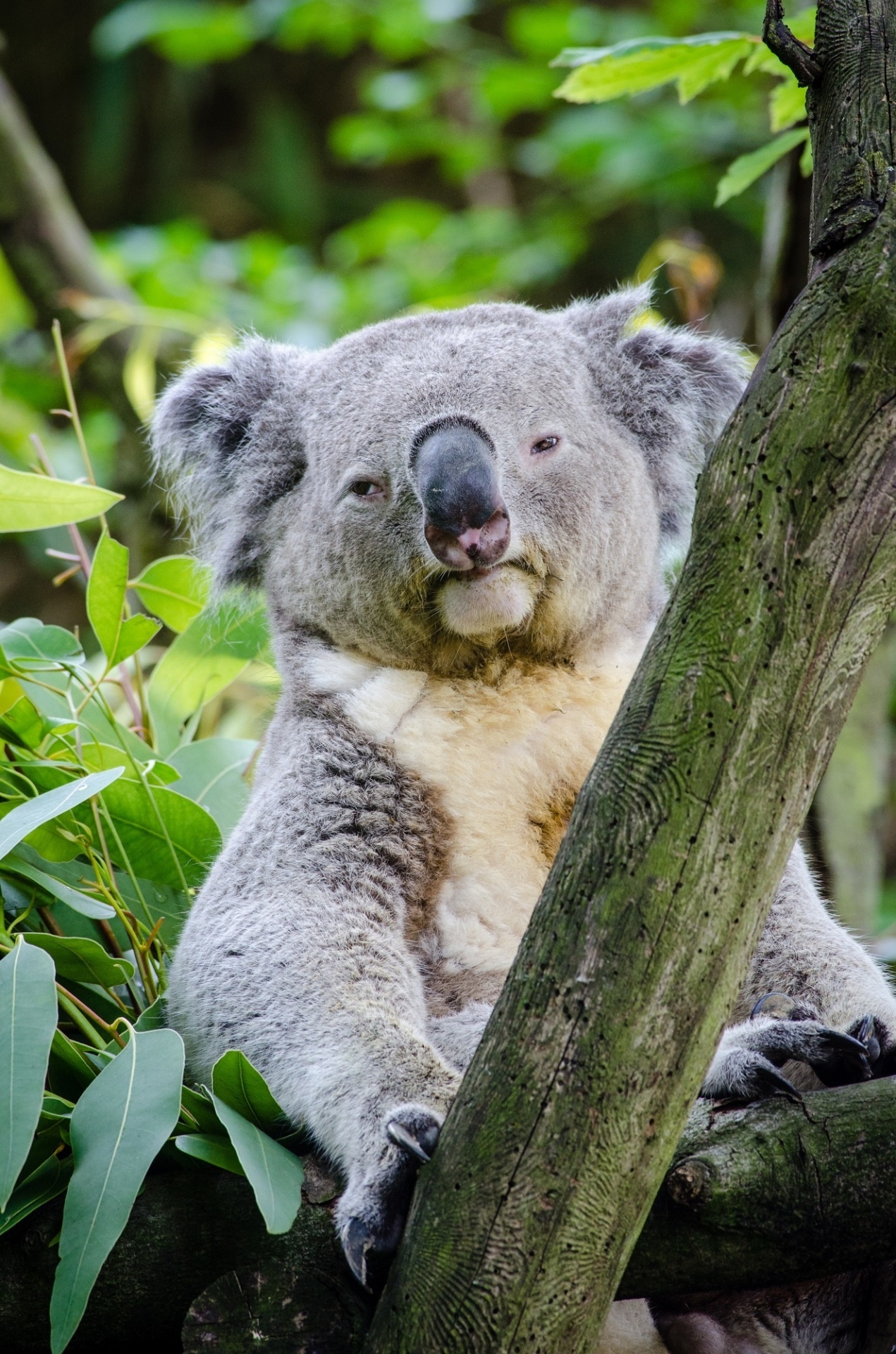 Koala,bear,tree,wildlife,nature free image from