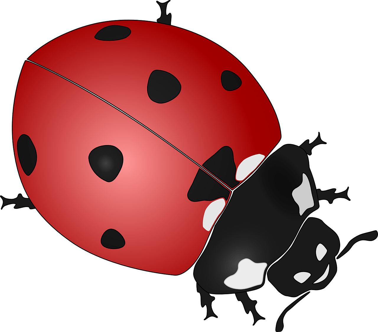 Ladybug,insect,beetles,coccinellidae,ladybirds free image from