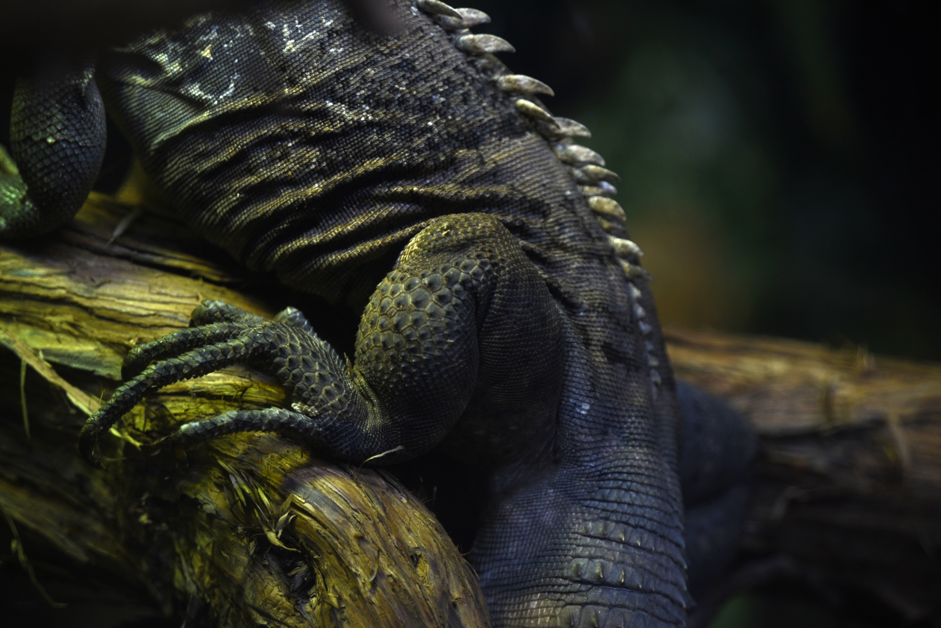 Download free photo of Scales,toes,leg,branch,lizard parts from