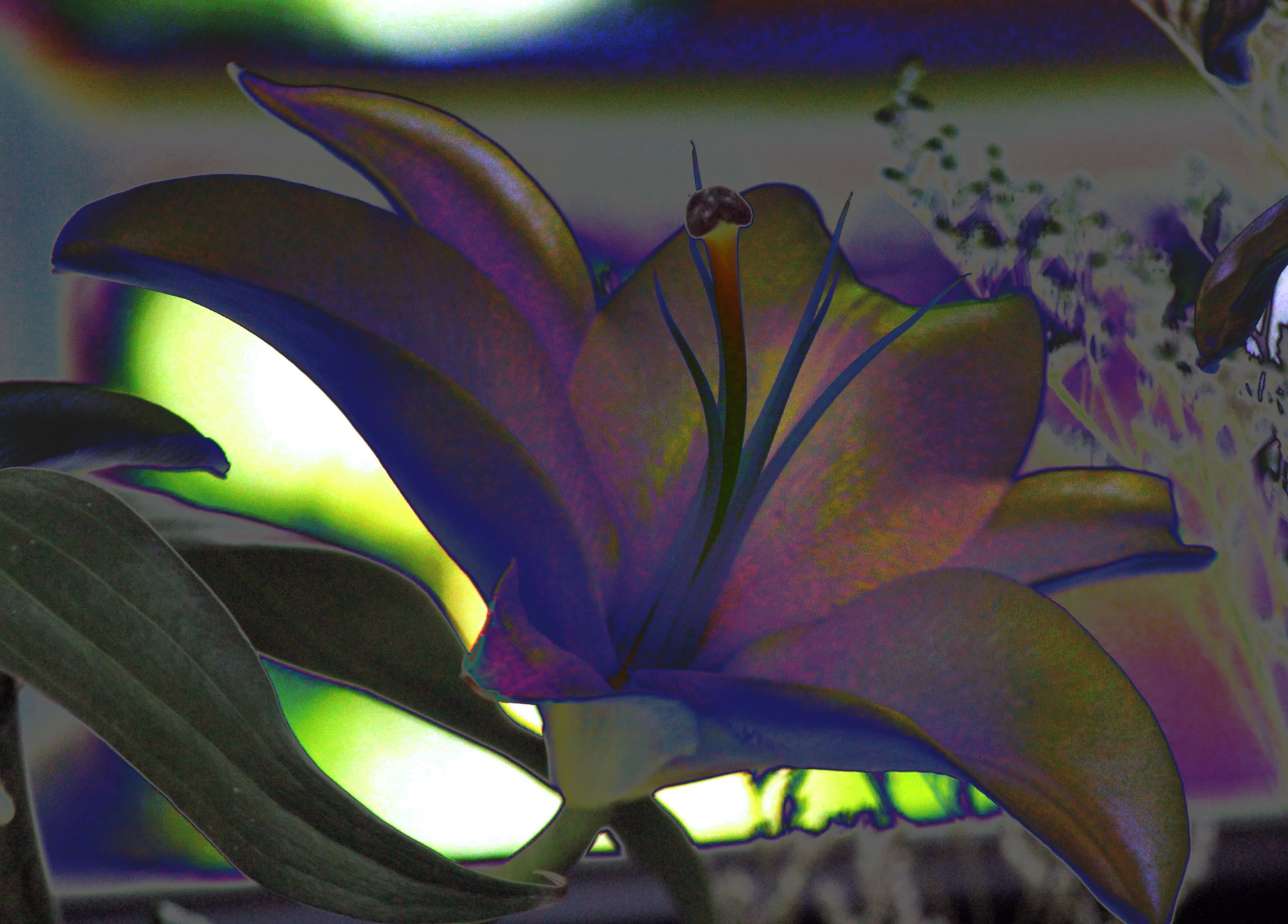 Edit free photo of Negative flower