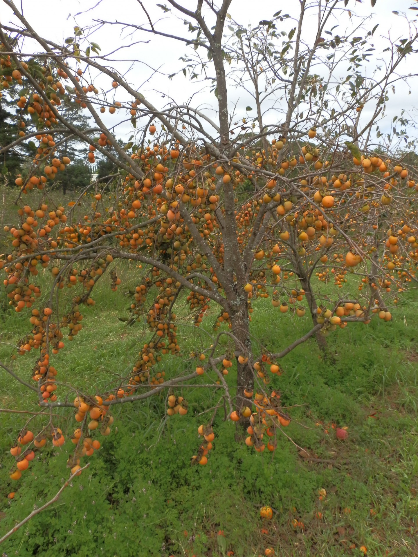 Fruit,tree,autumn,persimmon fruit tree,free pictures free image from