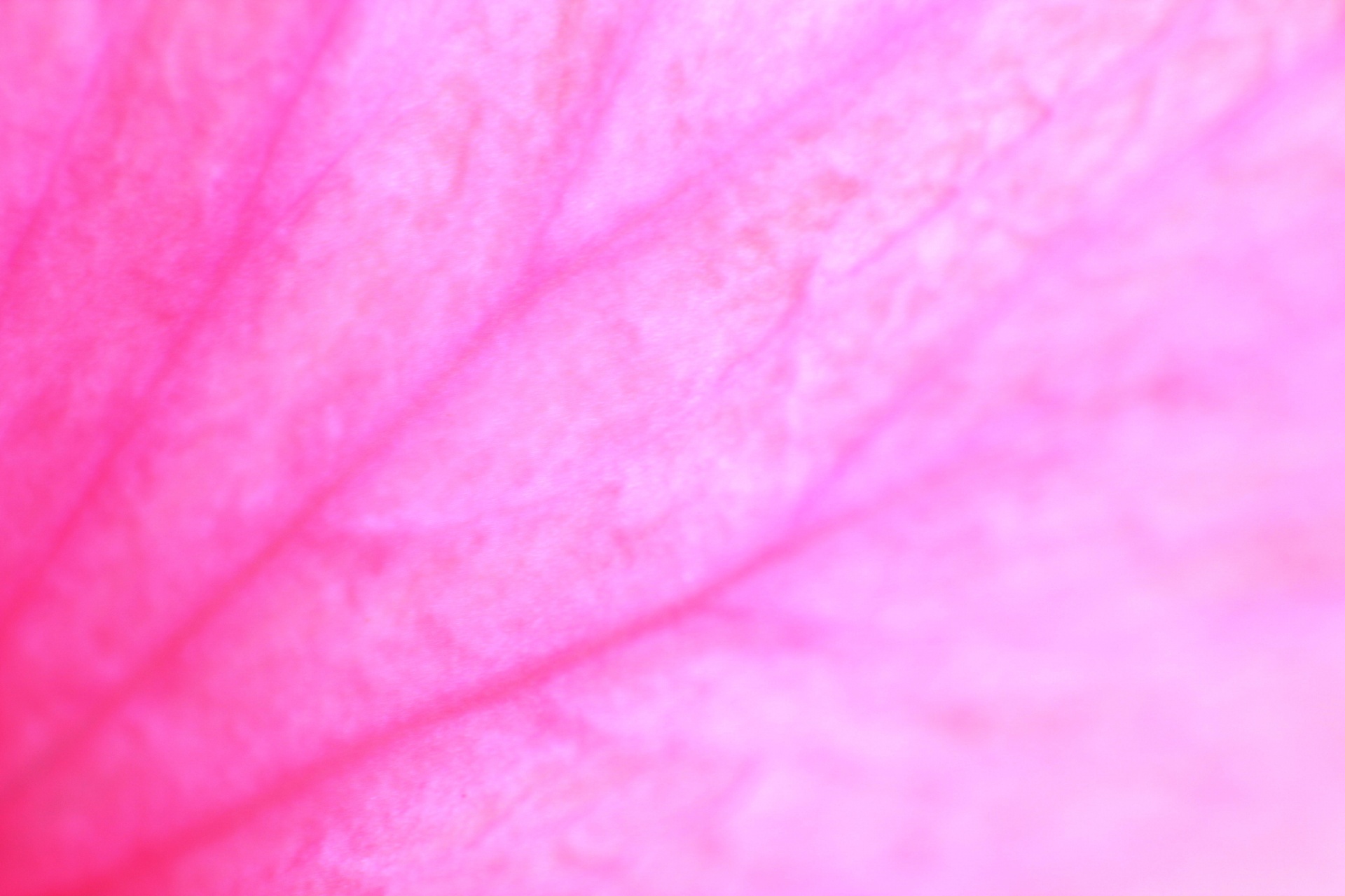 Petal texture background,petal,texture,background,pink petal free