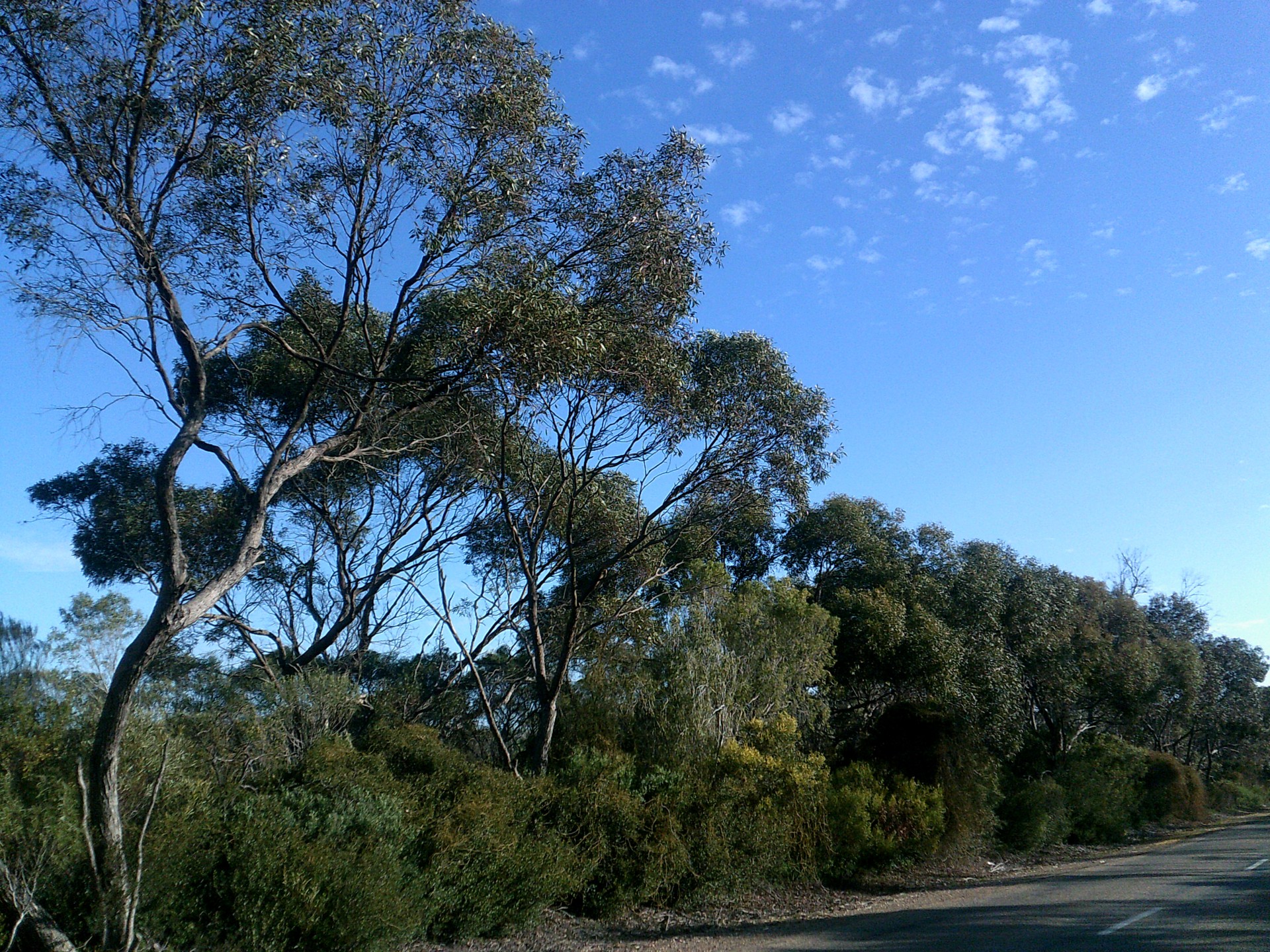 Mallee,trees,bushes,road,roadside vegetation free image from