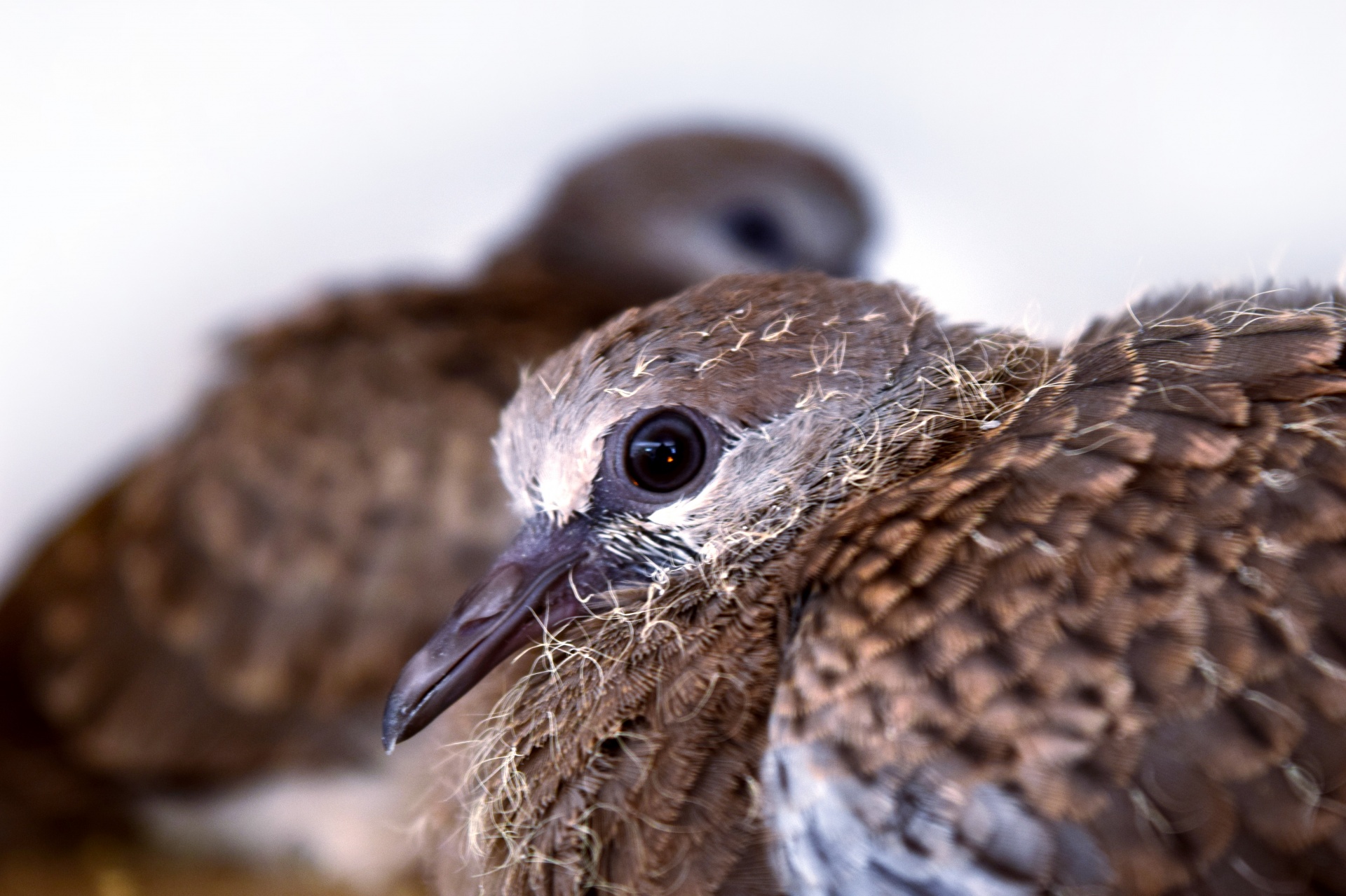 Spotted,dove,baby,siblings,bird free image from