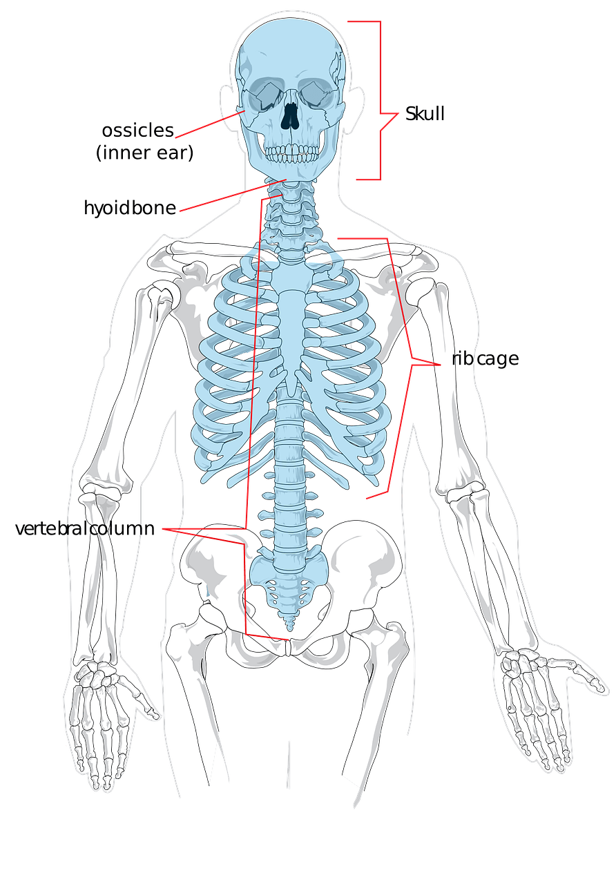Edit free photo of Skeleton,bones,human,science,diagram