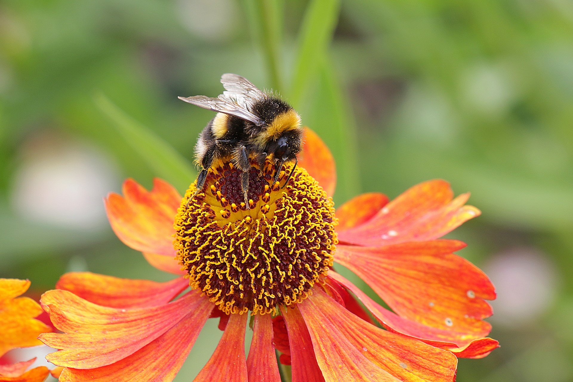 Bee,pollination,flower,nature,bloom free image from