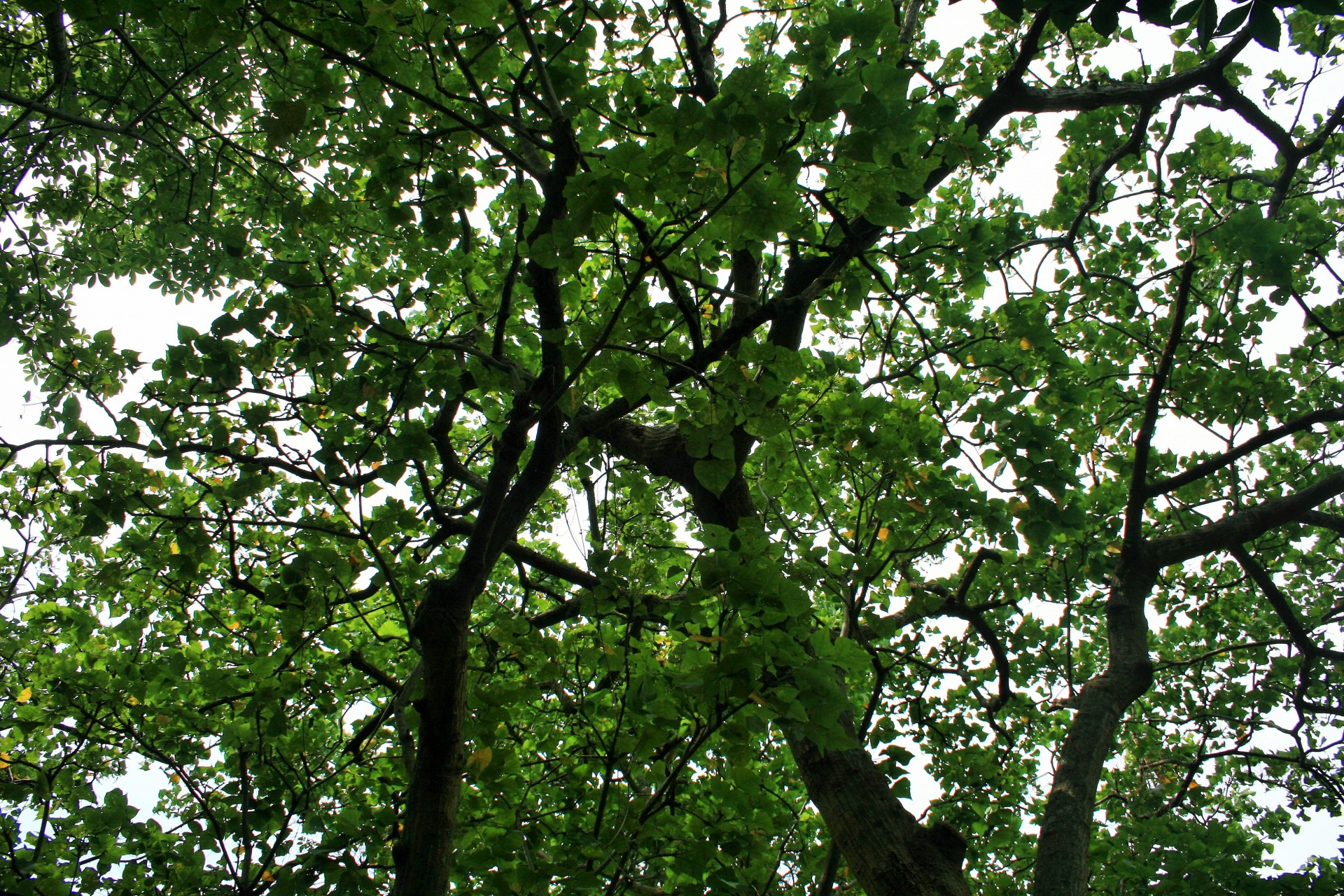 Edit free photo of Trees,canopy,leaves,branches,dense