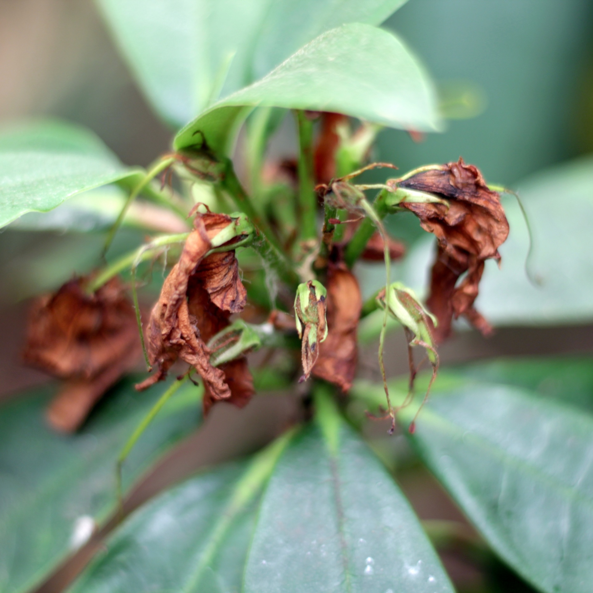 Edit free photo of Wither,withered,rode,plant,closeup