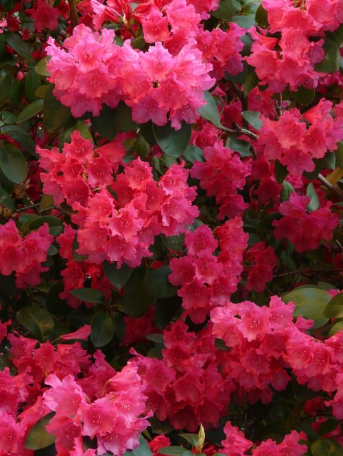 Azalea,plants,flowers,red azalea,free pictures free image from