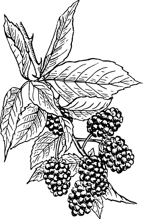 Blackberries,berries,fruit,farmers market,blackberries free image