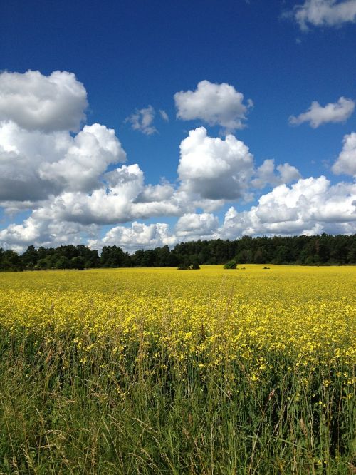 Canola,skåne,landskrona,summer,sweden free image from