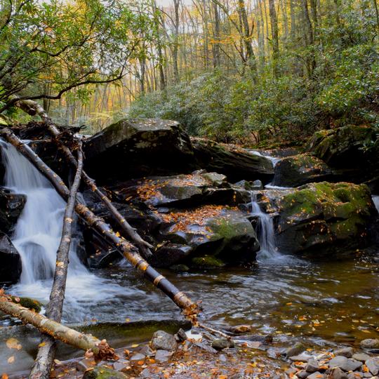 Share the Experience Monongahela National Forest