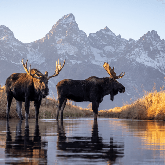 Share the Experience Grand Teton National Park