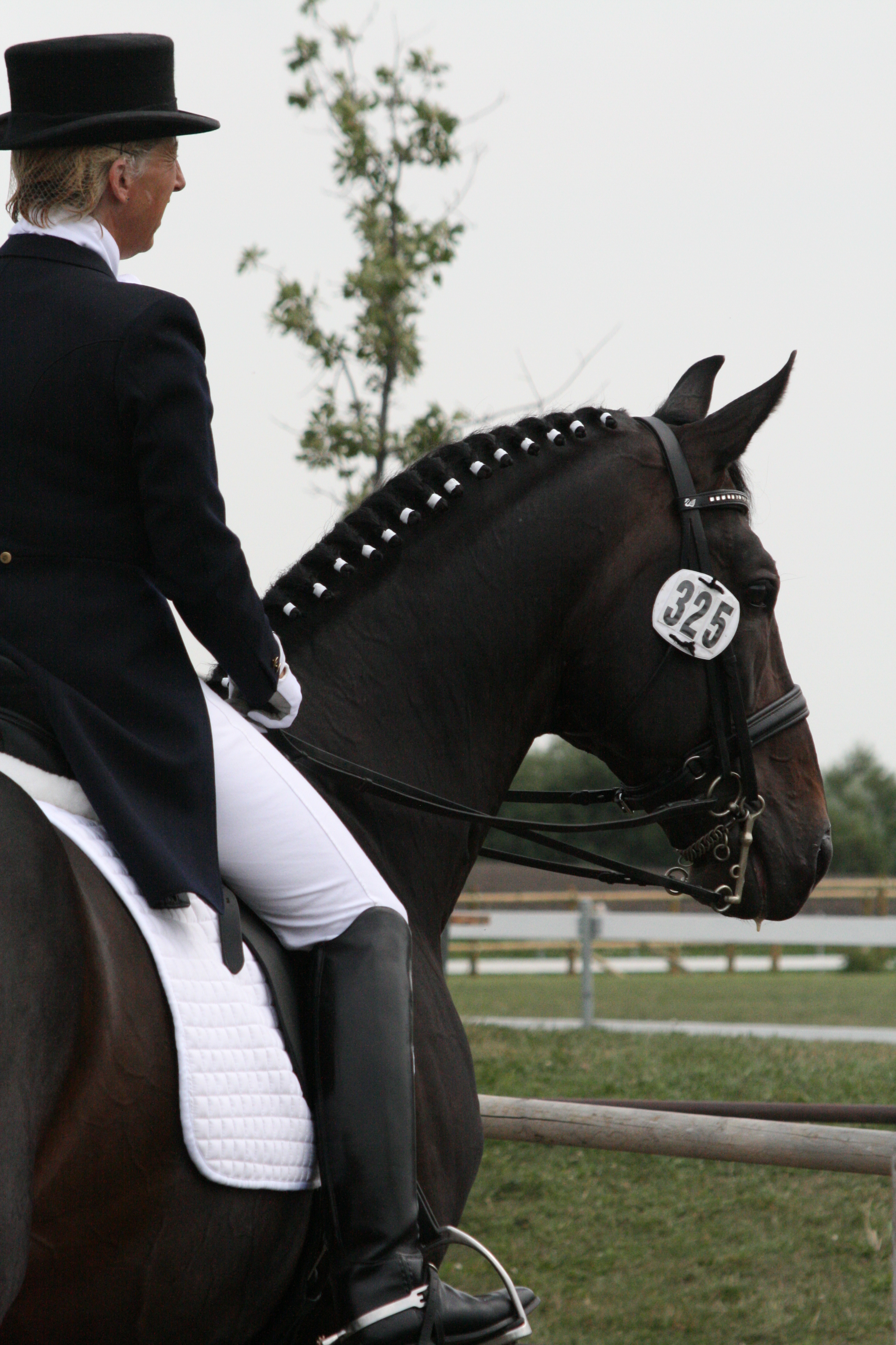 Wendy Clark's Page Barnmice Equestrian Social Community