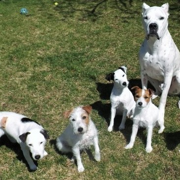 Page de Amateur de chiens Dog Lovers Centre de santé KetolisticQC