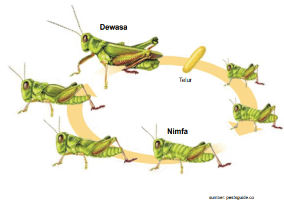 Pertumbuhan dan Perkembangan - Tanya MIPI