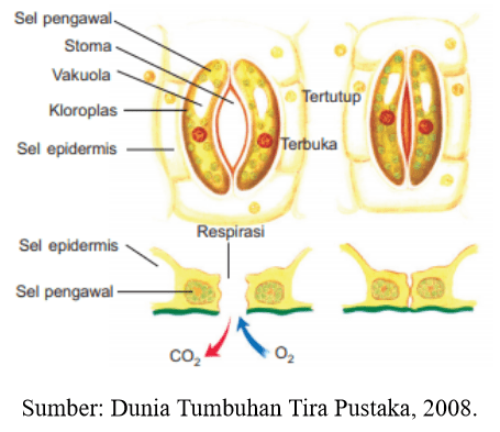 Jaringan dan Organ Tumbuhan - Tanya MIPI