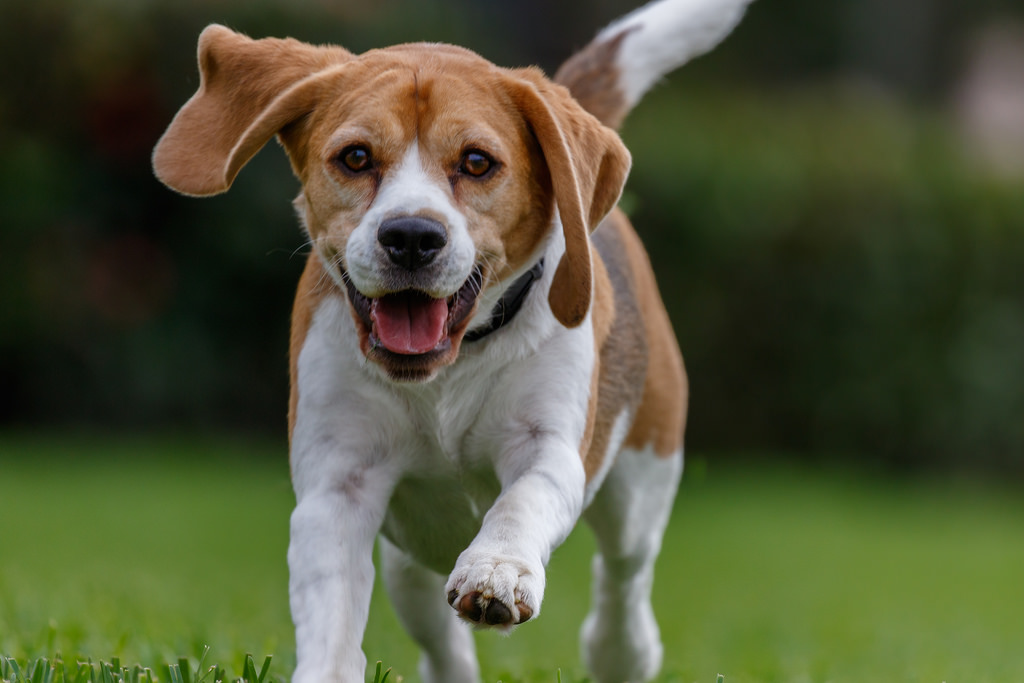 Beagle Gazette Offers Free Report To Help Prevent Beagle