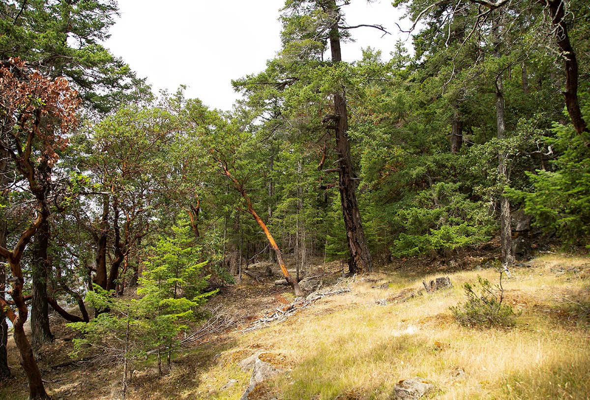 Saturna Island Oceanfront Acreage & Cabin for sale (Listed 20190725)