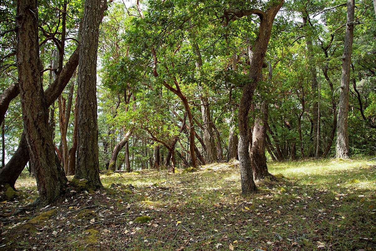 Saturna Island Oceanfront Acreage & Cabin for sale (Listed 20190725)