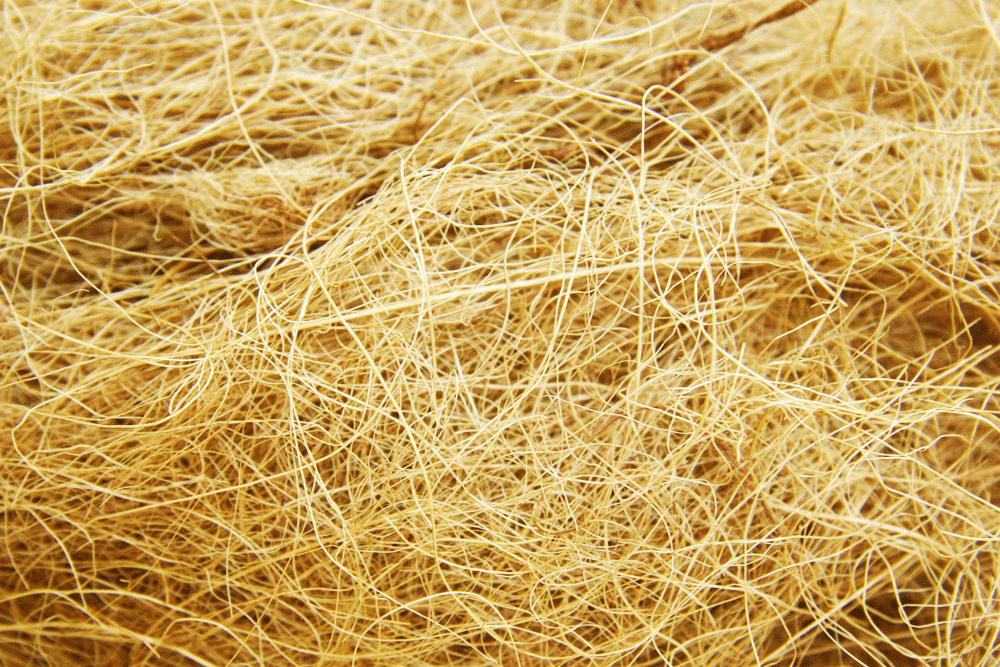 Palm Dried Long Fiber Global Green Synergy