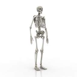 Skeleton N020309 3d Model Gsm 3ds For Interior 3d Visualization People Body Parts
