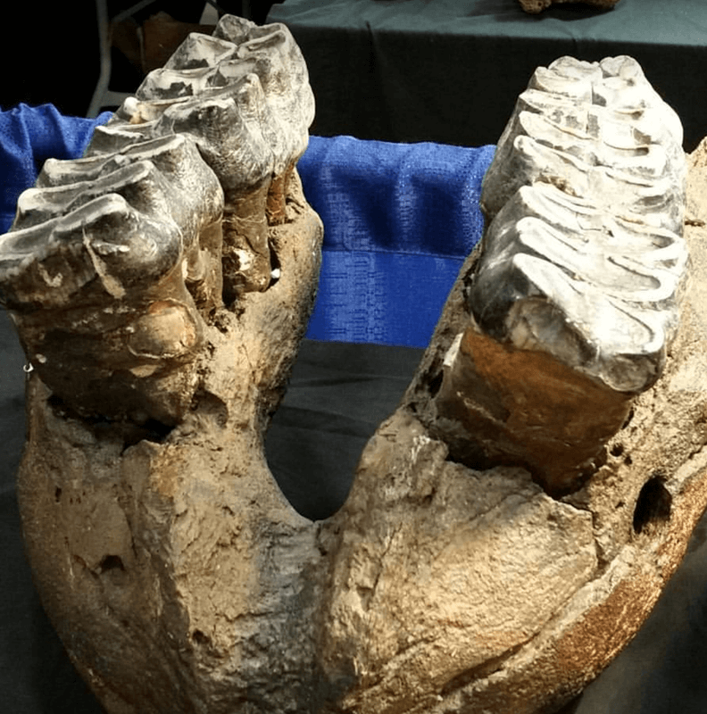 Treasures of the Earth Gem, Mineral, & Jewelry ShowVirginia Beach Fall