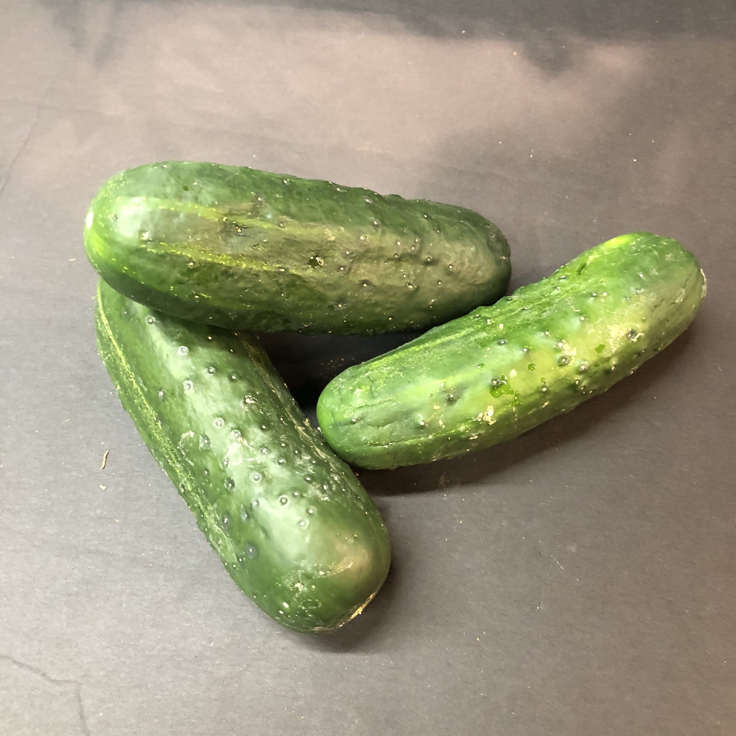 Cucumber, Kirby by piece Abma's Farm