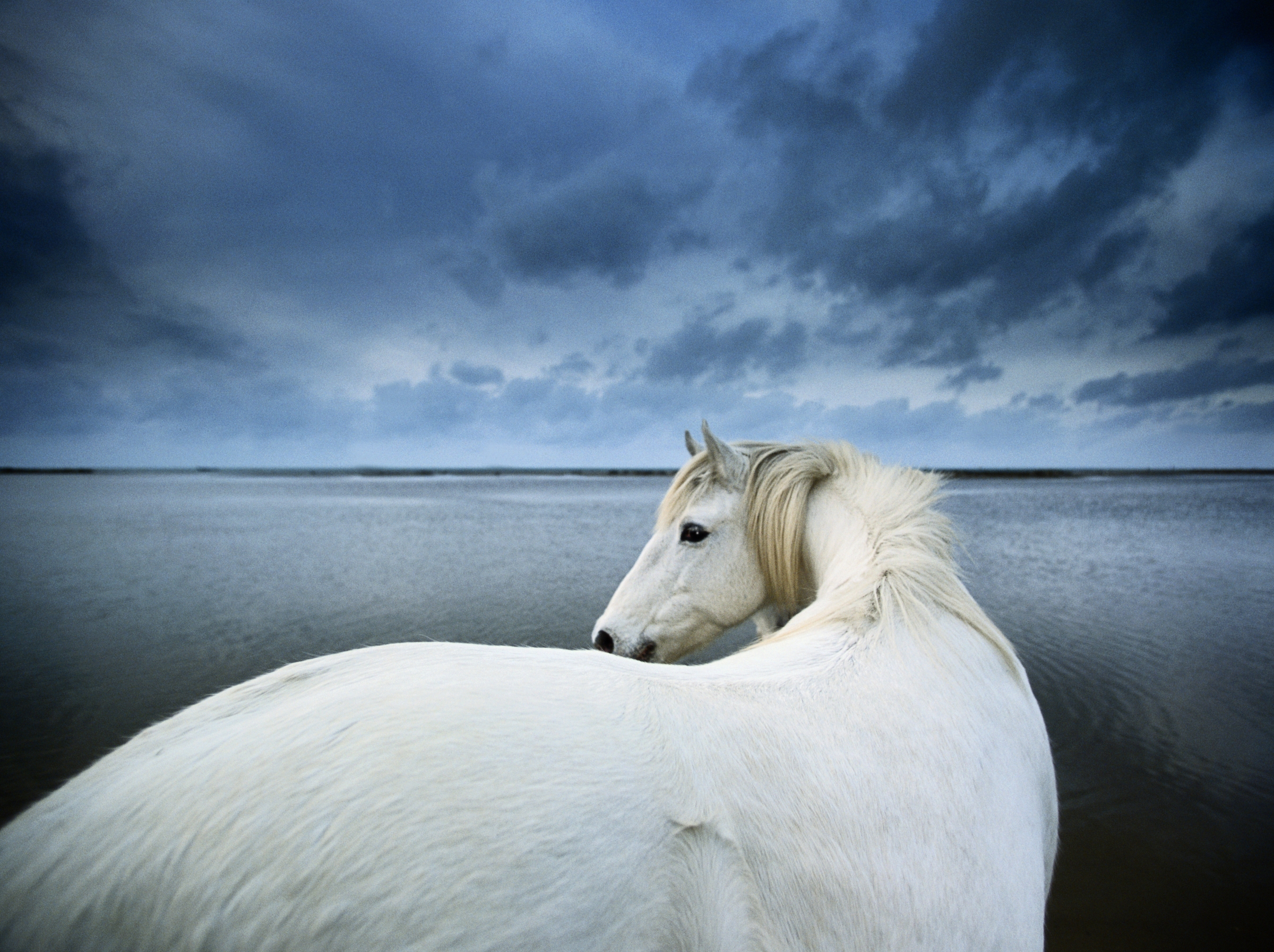 Coy Horse Art Wolfe Store