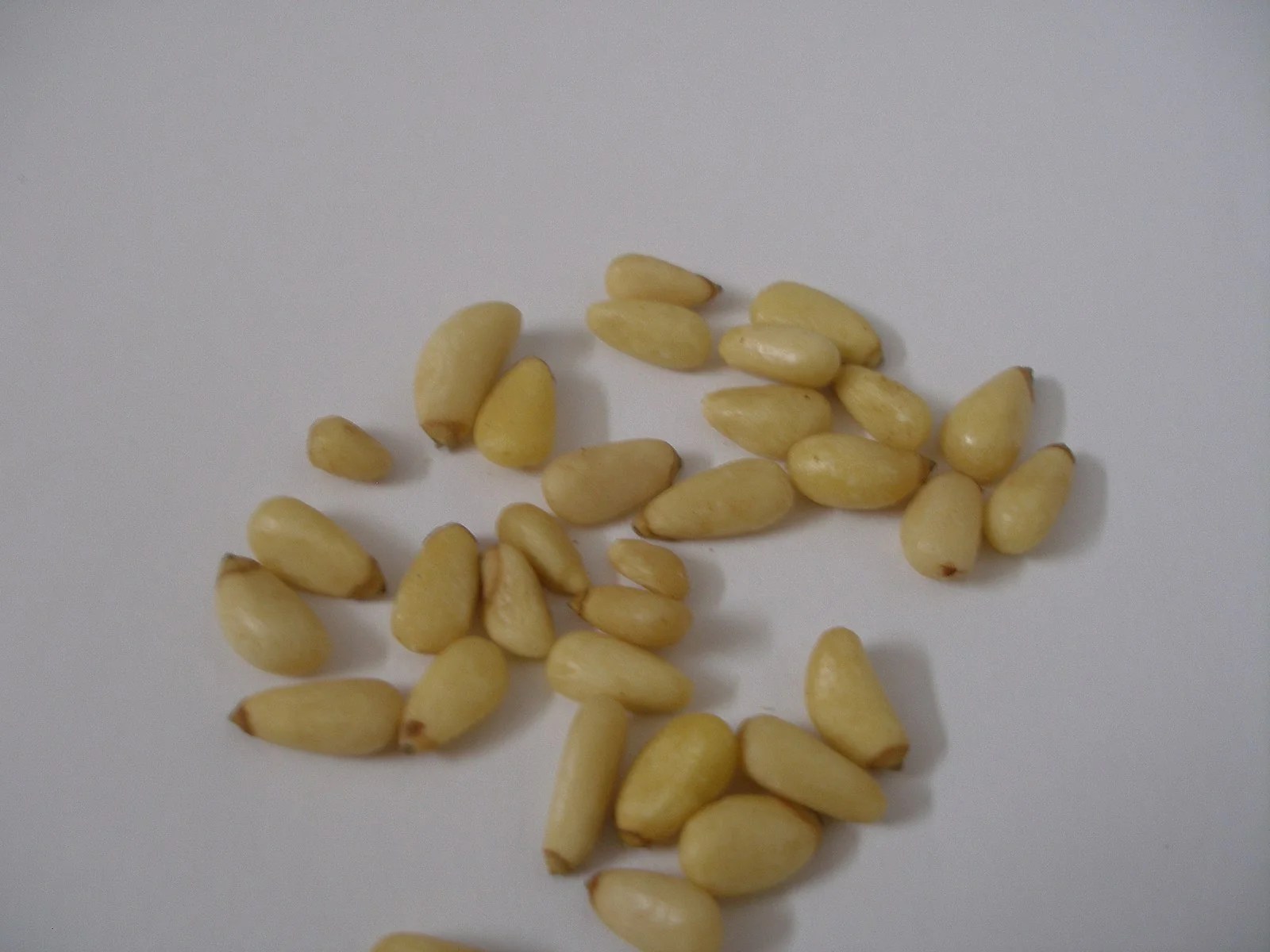 Italian Stone Pine (Pine Nut) Experimental Farm Network Seed Store