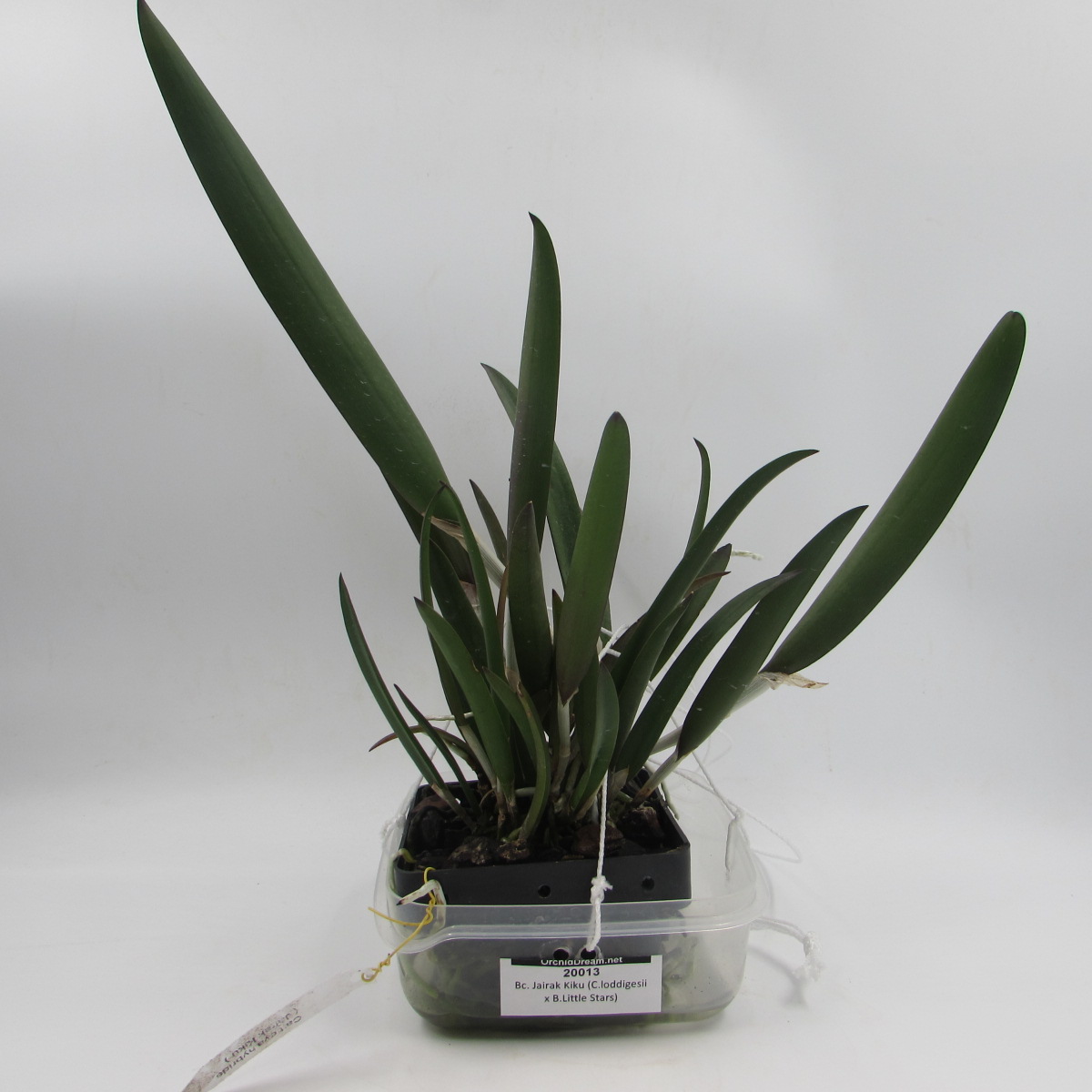 Bc. Jairak Kiku (C.loddigesii x B.Little Stars) Каталог OrchidDream