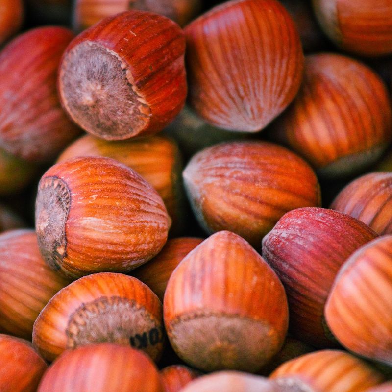 Hazelnuts Planafarm Together for a sustainable agribusiness