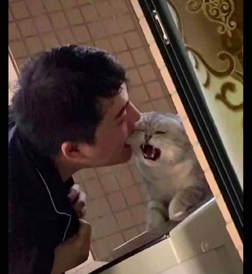 貓咪被主人「含嘴邊肉」後，癱坐在陽臺上眼神呆滯：我髒了，不乾淨了