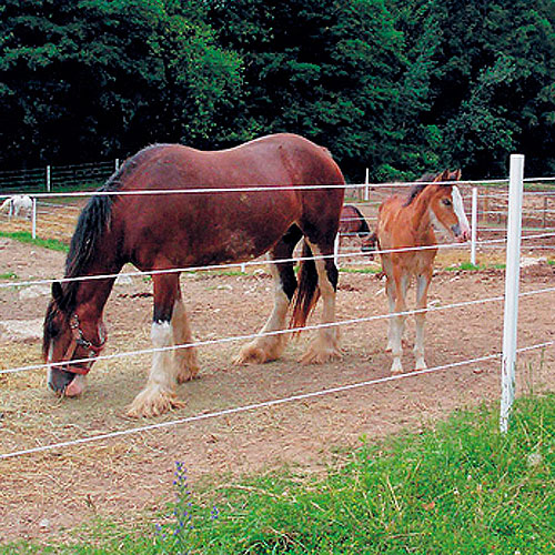 Electric Horse Fence Electric Fence Systems RAMM Horse Fencing & Stalls
