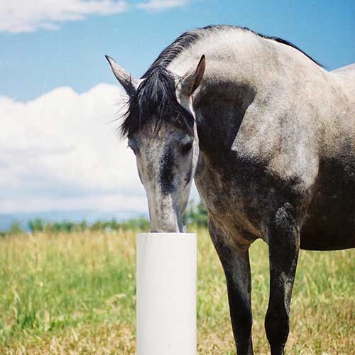 Drinking Post Waterer RAMM Horse Fencing & Stalls