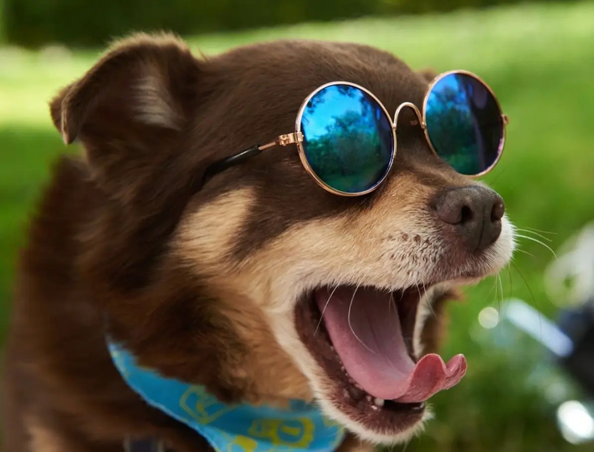 Chuck & Don's Pet Food & Supplies Eagan, MN