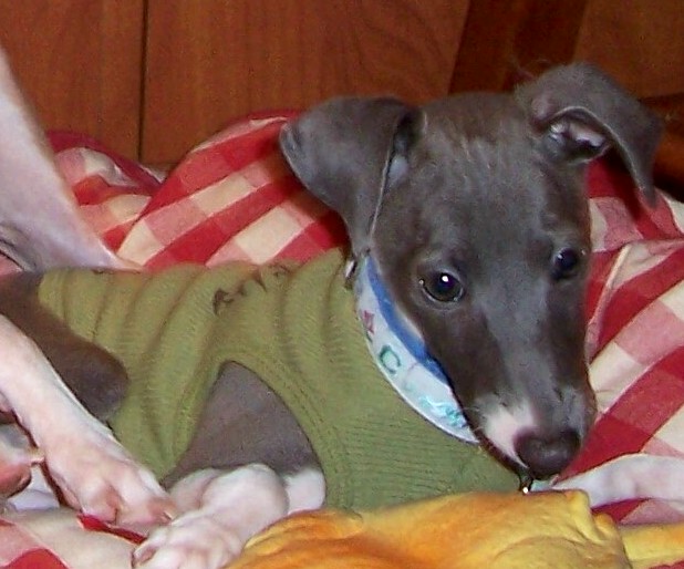 Paws on Palm Beach is a pet sitter and dog walker named Kimberly Hall