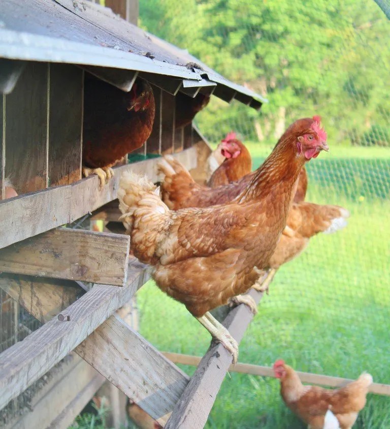 Storey Farms Freerange Eggs, Poultry and Pork