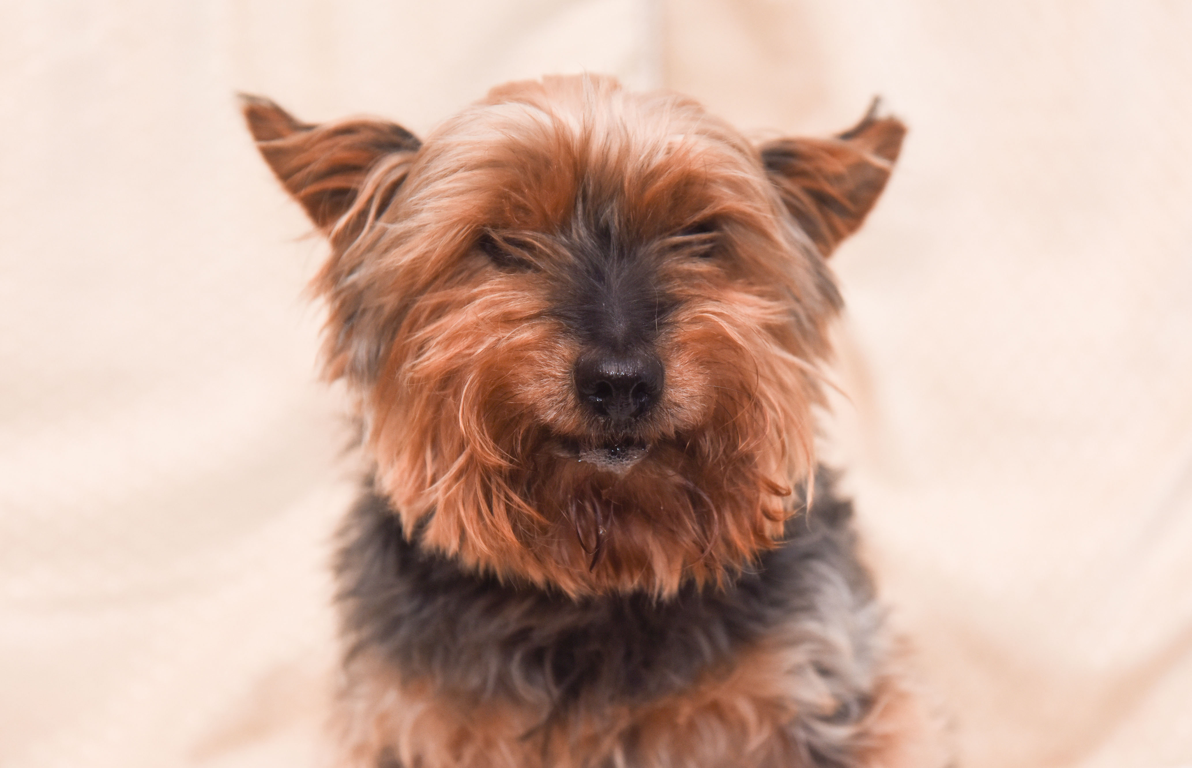 Yorkshire terrier turns 23 and one of Britain's oldest dogs