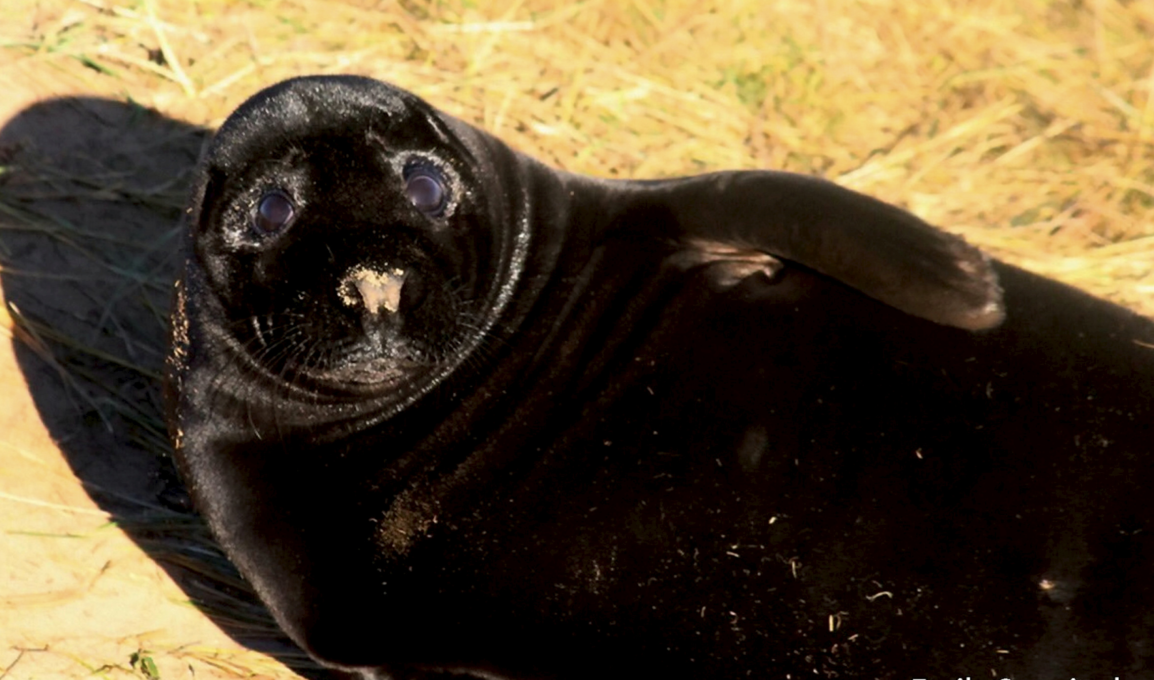 Wildlife Bosses Scratching Their Heads After UltraRare Jet Black Seal Was Born To GreyColoured