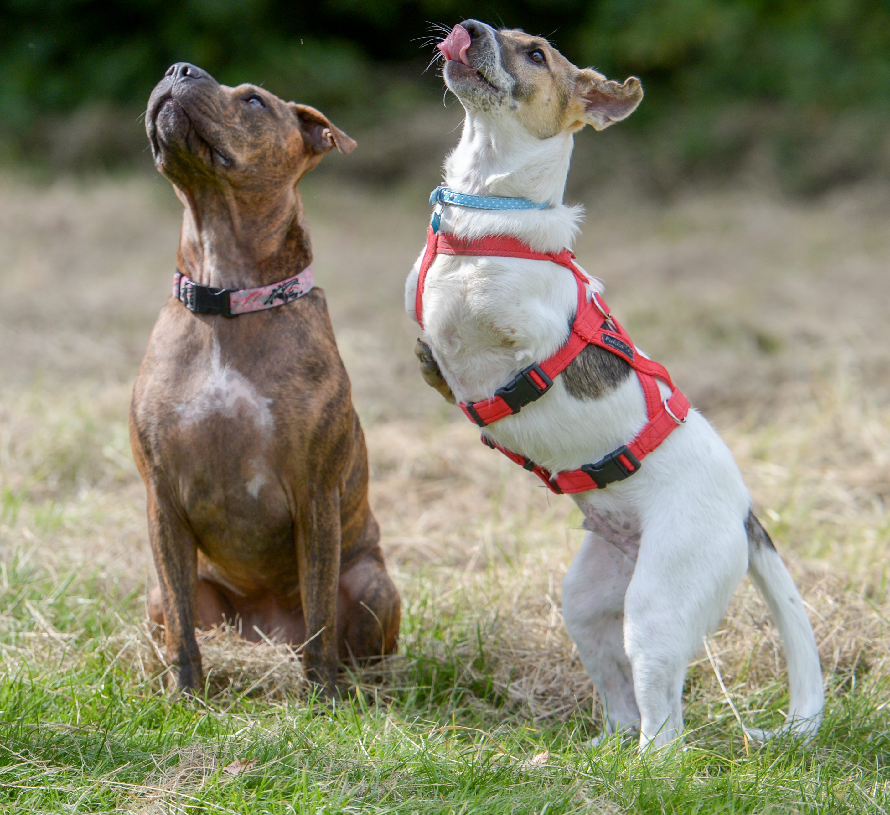 Why Do Dogs Bark At Wheels